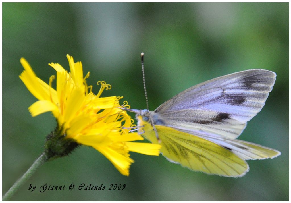 Pieris rapae? - No, Pieris bryoniae